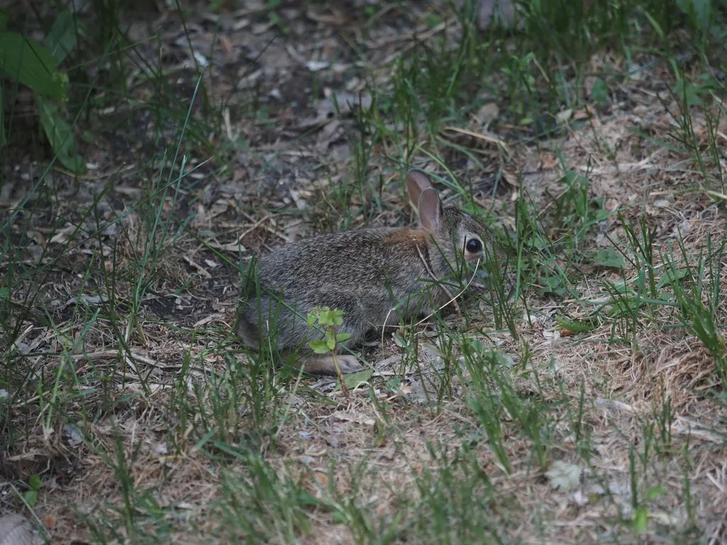 a baby rabbit in sparse grass