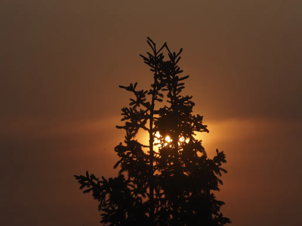 a young pine tree silhouetted against a copper sky as the sun sets behind it on a smokey day. Also, you can see a fly caught in a caterpiller web to the left of the tree (somewhat ruining its majesty)