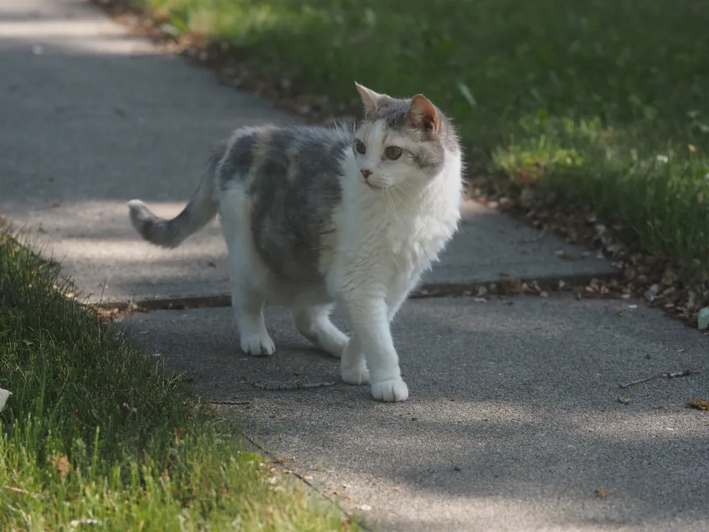 a white and grey cat walking down the front path of a house and toward the camera