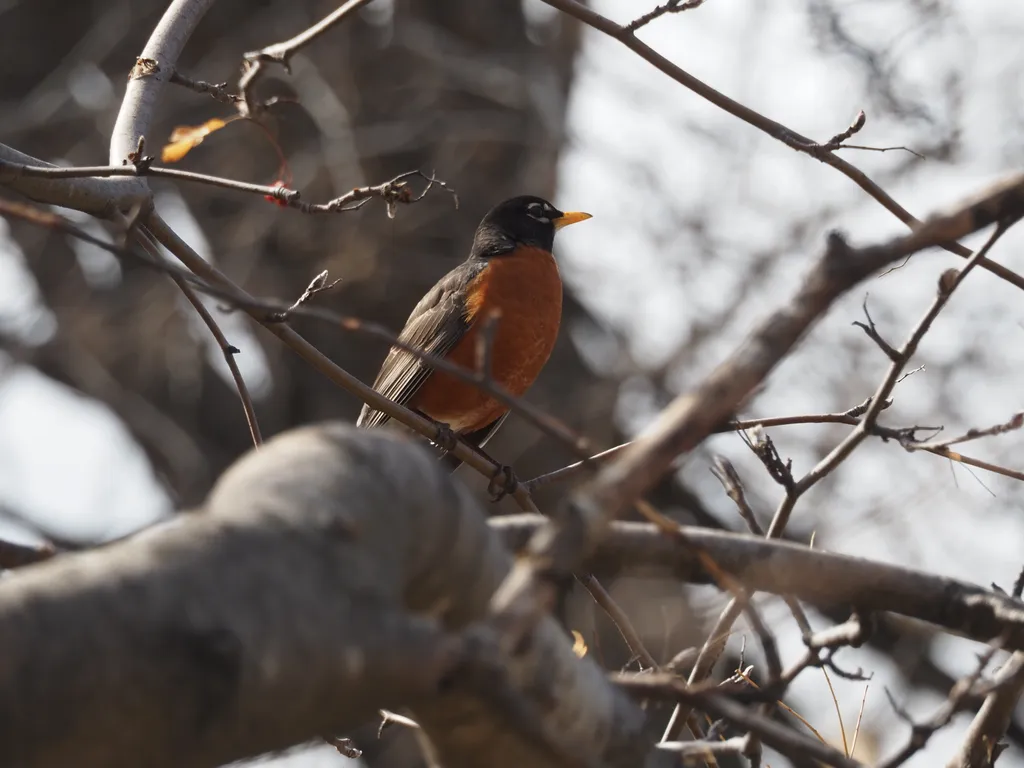 A black bird with a red breast perched in a bare tree