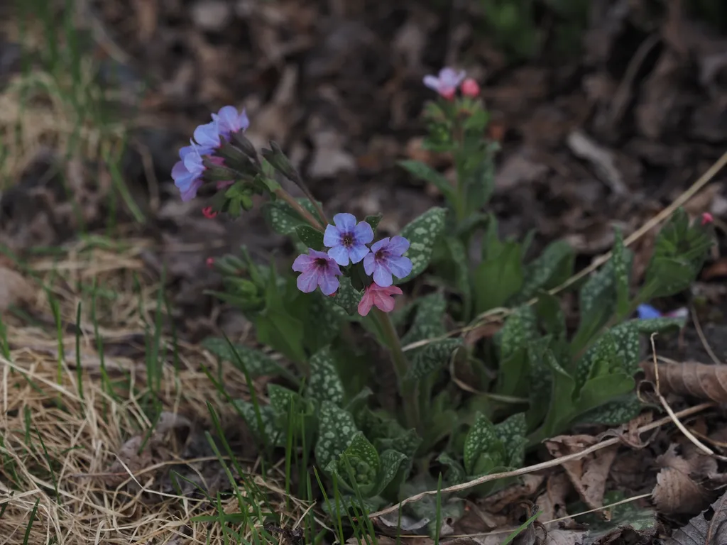 purple and pink flowers growing amidst fallen leaves and mostly-dead grass