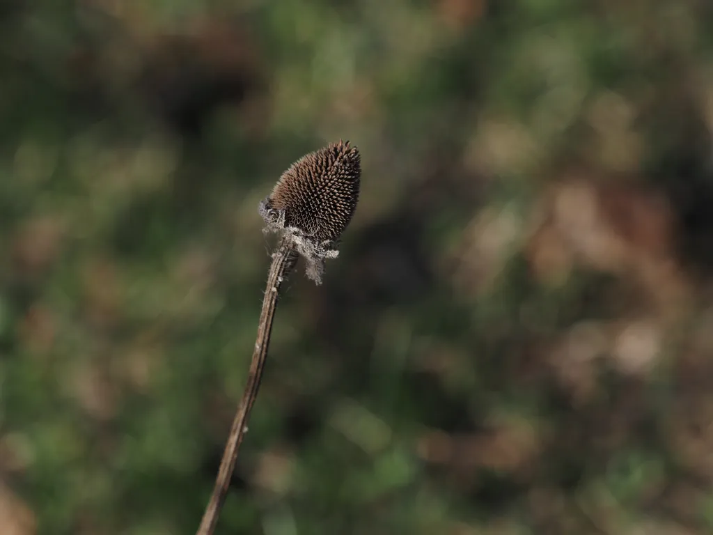 the remains of a dead coneflower