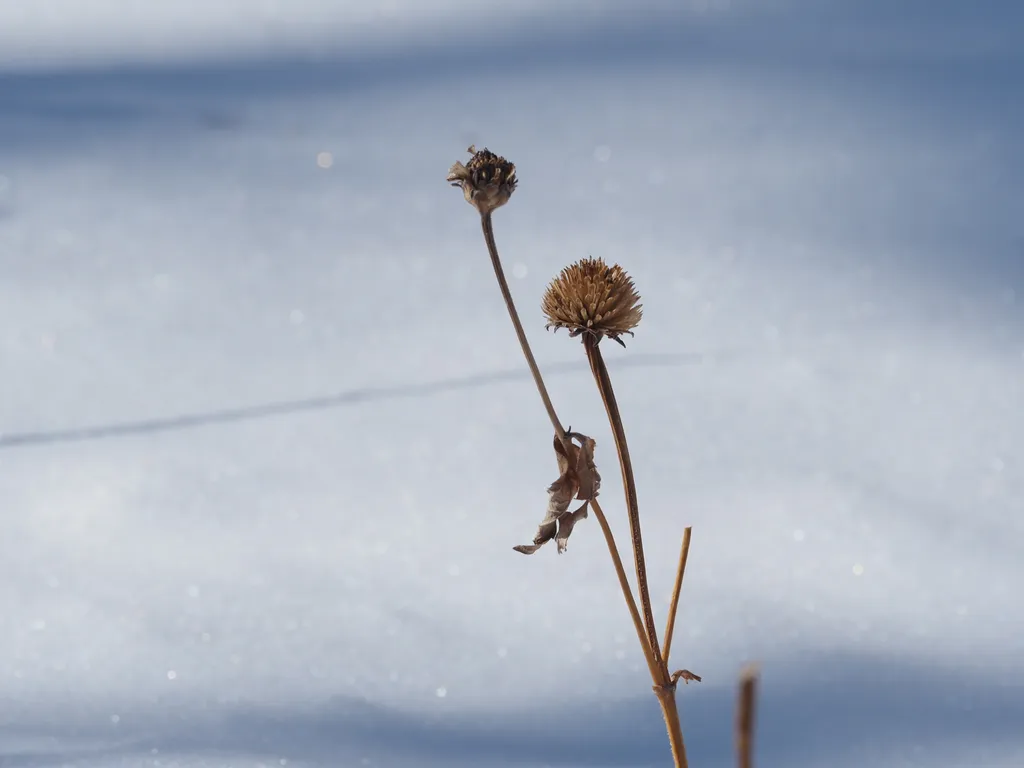 a dead flower sticking out from sparkling snow