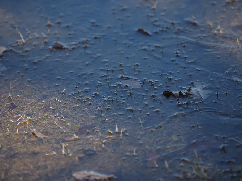 grass poking out of a frozen puddle