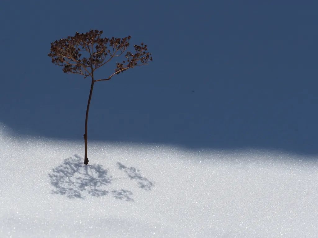 a small plant sticking out of wet snow and casting a shadow down upon itself