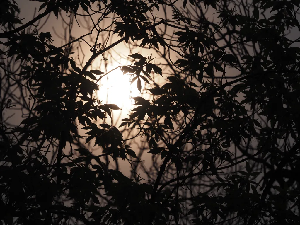 leaves silhouetted against a yellow sun and grey sky on a smokey day