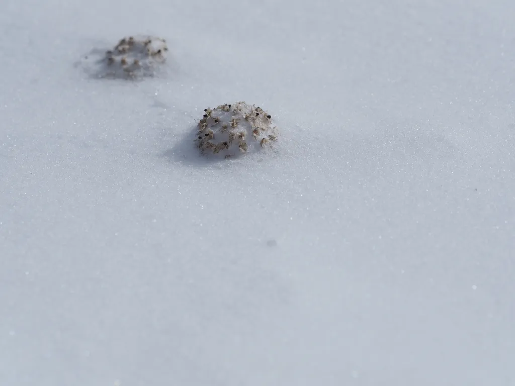 round flowers peaking out from fresh snow