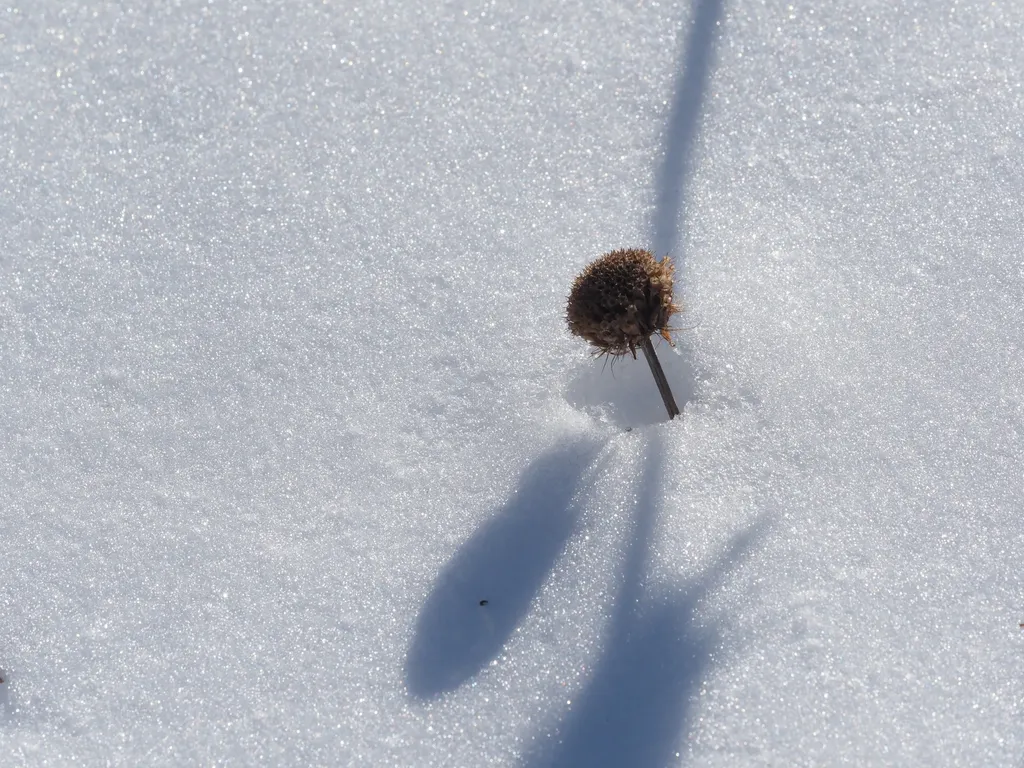 a coneflower poking out of the snow with the shadow of a larger flower covering it